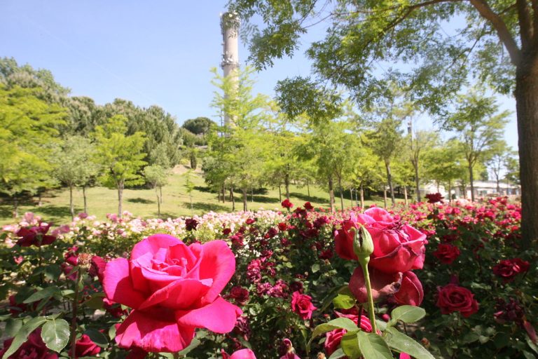 Noches musicales de la rosaleda