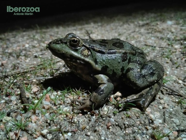 La Guía de Anfibios muestra las especies que habitan Tres Cantos