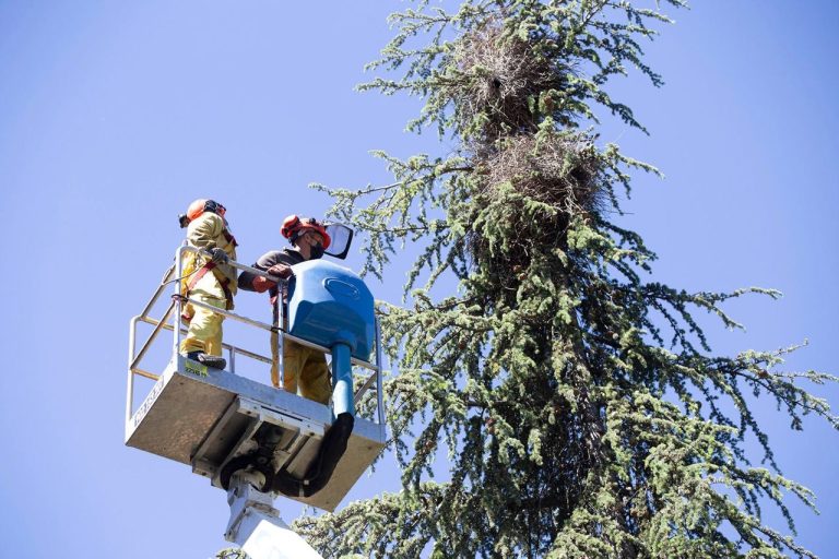 Arranca la campaña de control de cotorras argentinas