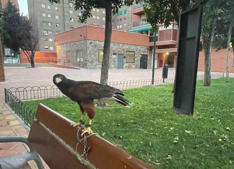 Vuelo rapaces Tres Cantos