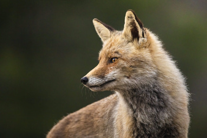 Fotografía zorro exposición "Fauna de la Sierra de Guadarrama"