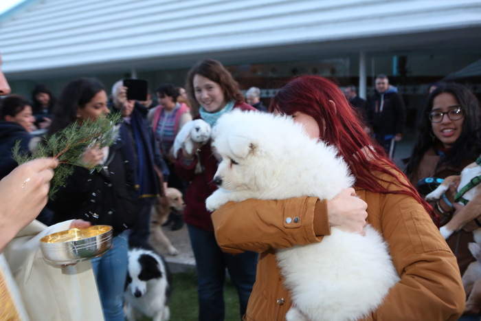 Celebración de San Antón en Tres Cantos