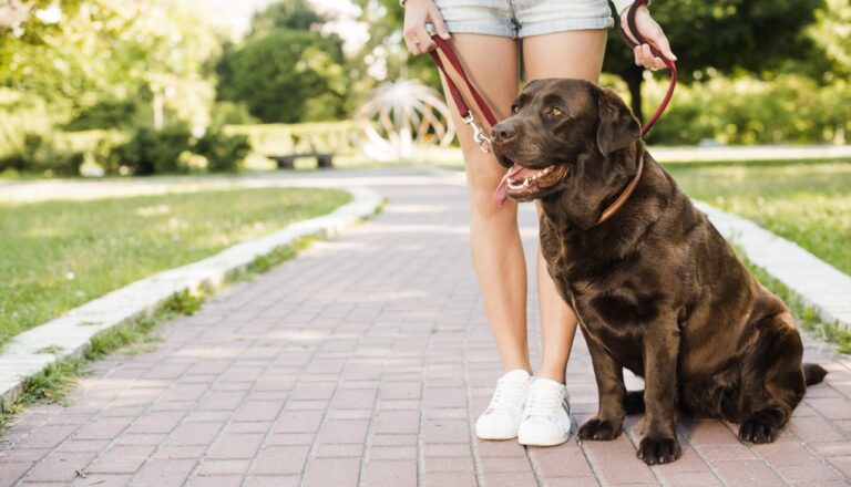 Horarios verano perro sueltos Tres Cantos