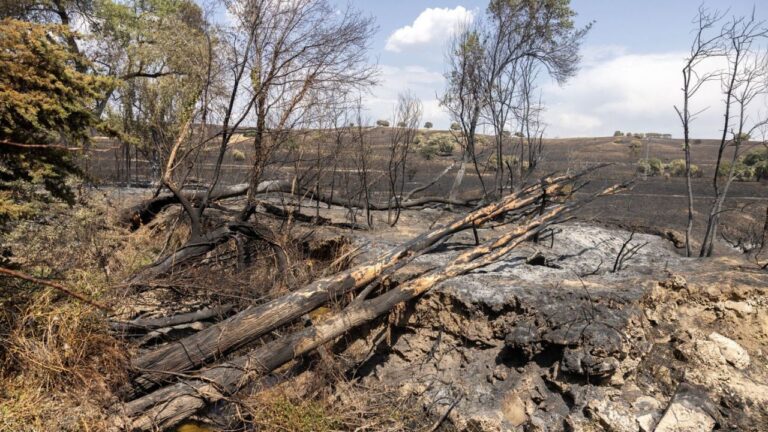 Árboles calcinados en la Zona Gravemente Afectada Tres Cantos tras el incendio forestal.