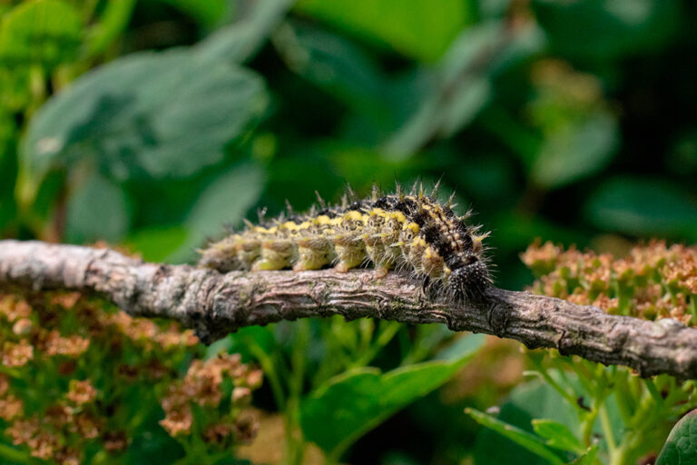 oruga procesionaria